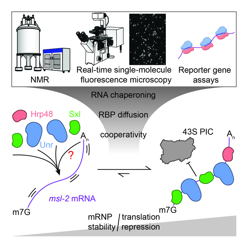 Quaternary RNA binding protein complex assembles on its specific target mRNA msl2.