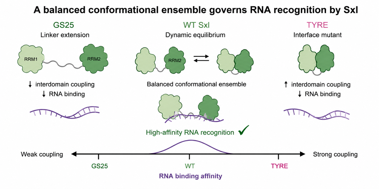 A balanced conformational ensemble governs RNA recognition by Sex-lethal