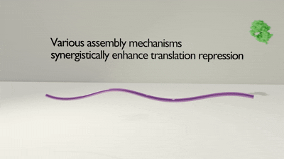 Sxl-Unr-Hrp48_smFRET_movie